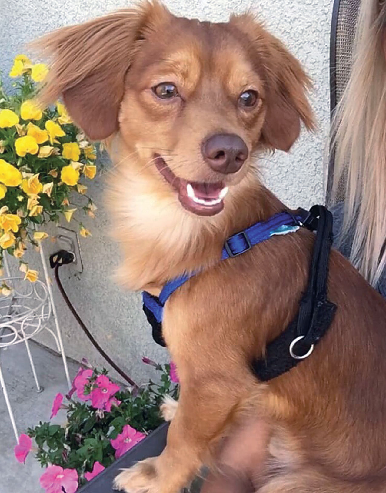 Butterscotch at Animal Rescue of Tracy